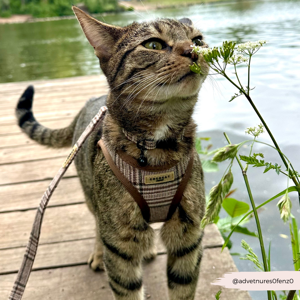 Cat on a leash sniffing a plant by a body of water