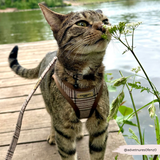 Cat on a leash sniffing a plant by a body of water