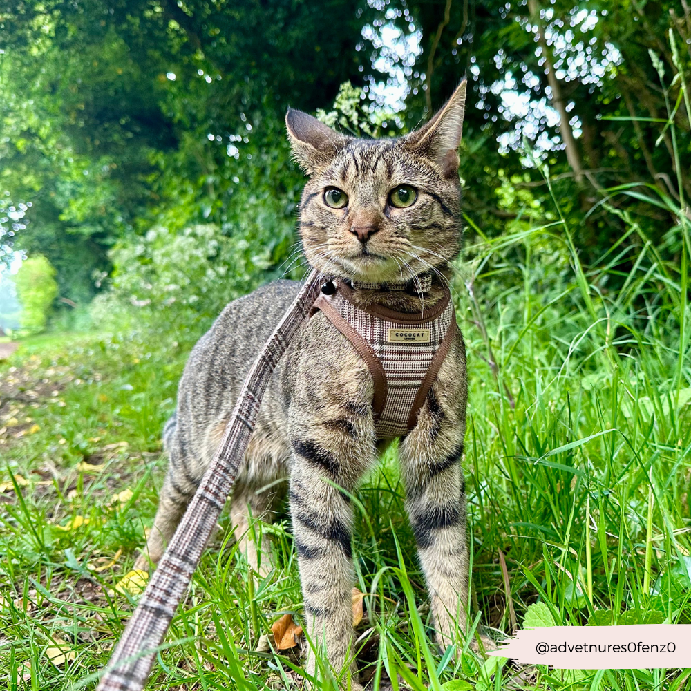 Cat wearing a harness and leash in a grassy outdoor setting
