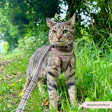 Cat wearing a harness and leash in a grassy outdoor setting