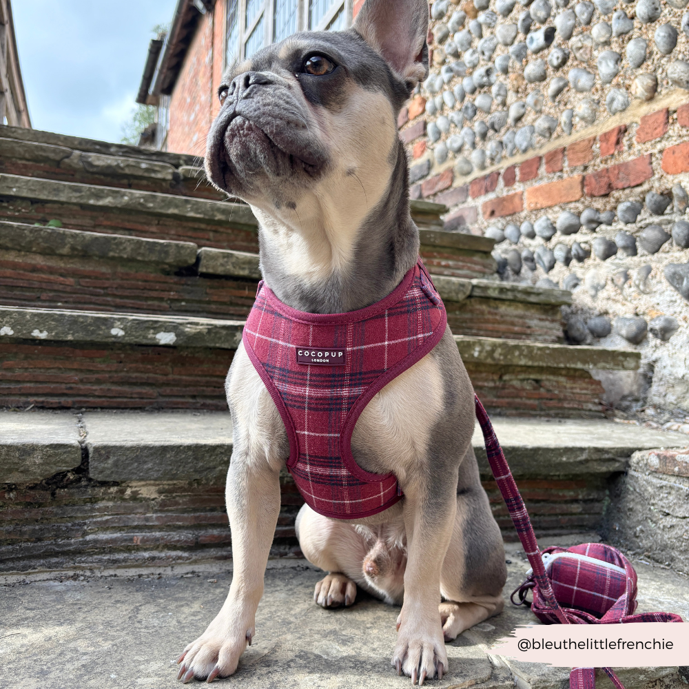 Cocopup Mulberry Plaid Lead
