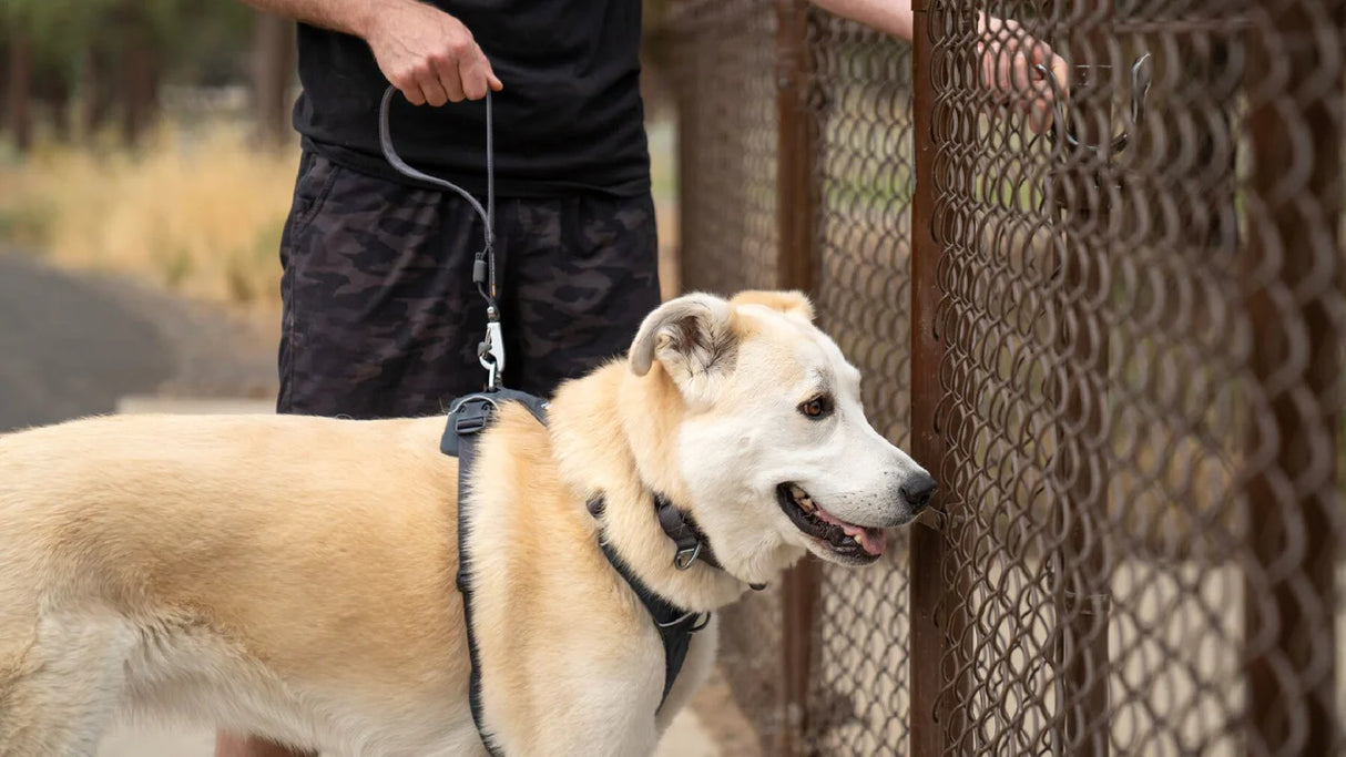 Ruffwear Front Range Short Leash