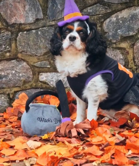 Halloween BOO-DRESS-PURPLE