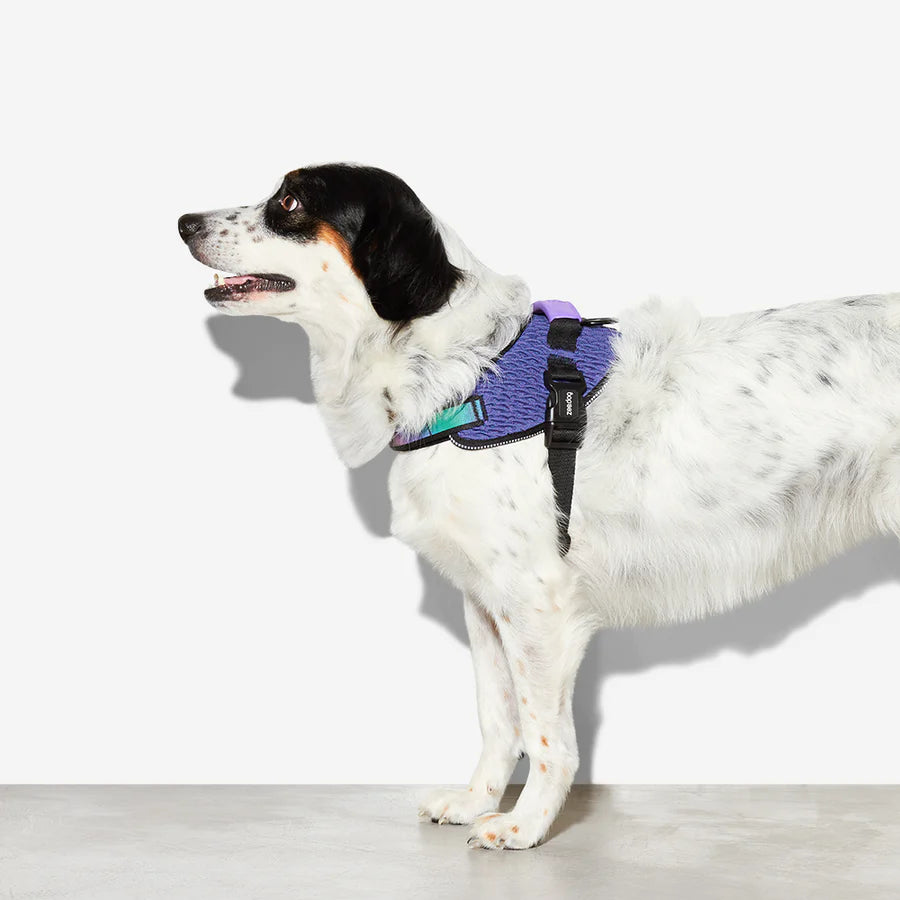 Zeedog Fly Harness Wicked