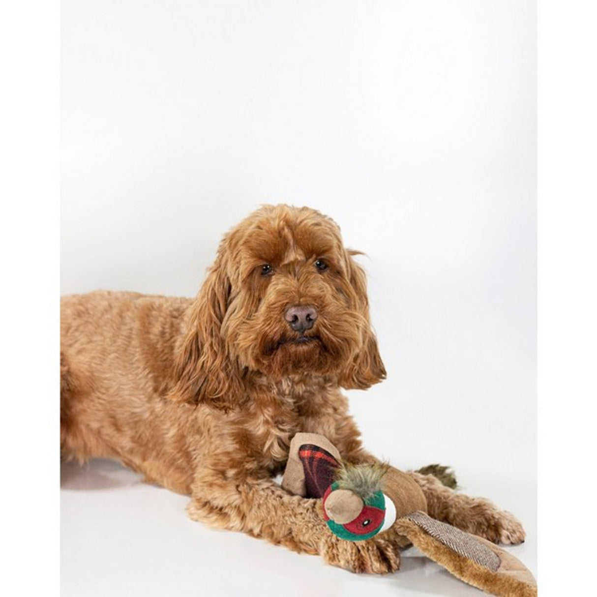 Joules Pheasant Dog Toy