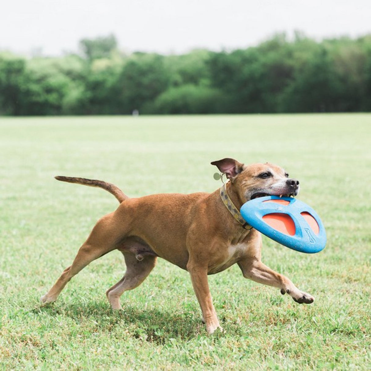 Chuckit! Fetch Flight