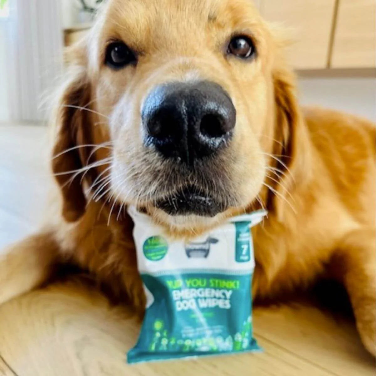 Hownd - Yuo You Stink! Emergency Biodegradable Dog Wipes