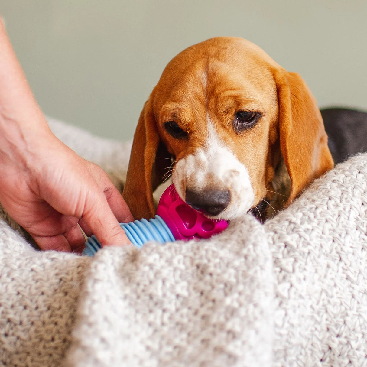 K9 Connectables Gentle The Dentist