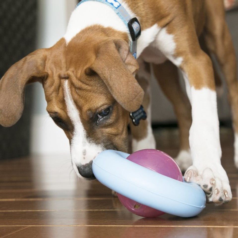 KONG Gyro Enrichment Toy