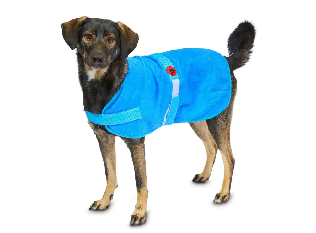 Dog wearing a blue coat with a red heart patch on a white background