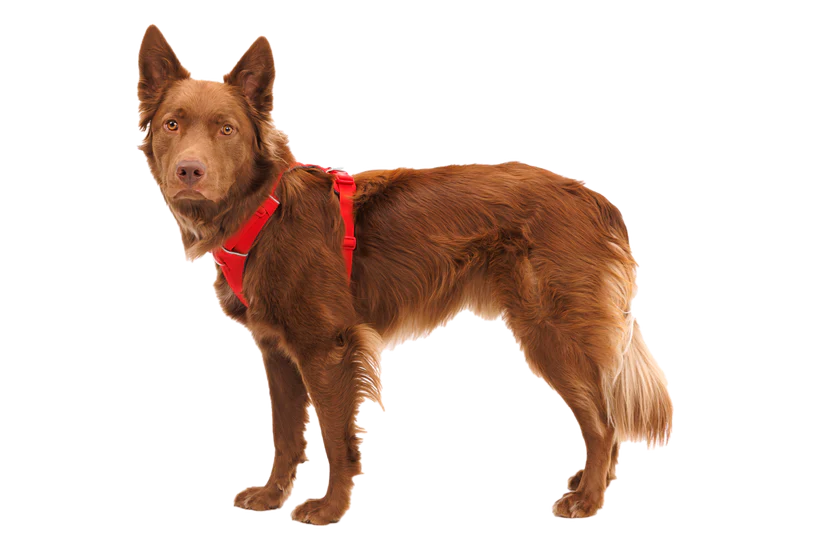 Ruffwear Front Range Harness Red Canyon