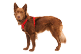 Ruffwear Front Range Harness Red Canyon