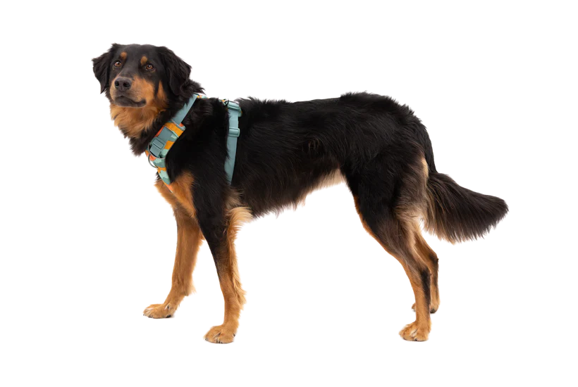 Ruffwear Front Range Harness Spring Mountains