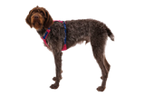 Ruffwear Hi & Light Harness Alpenglow Pink