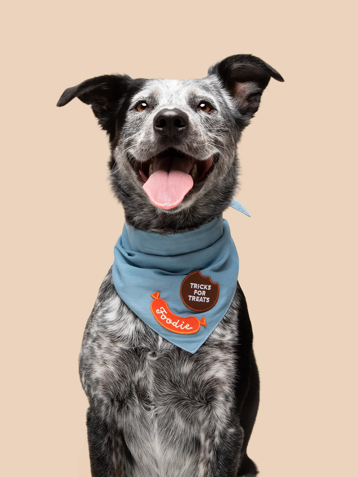 Scout's Honour Foodie iron-on patch for dogs