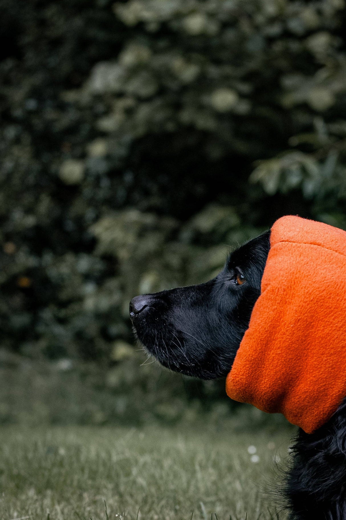 Soothe and Settle Hush Muff Noise Reducting Snood Neon Orange