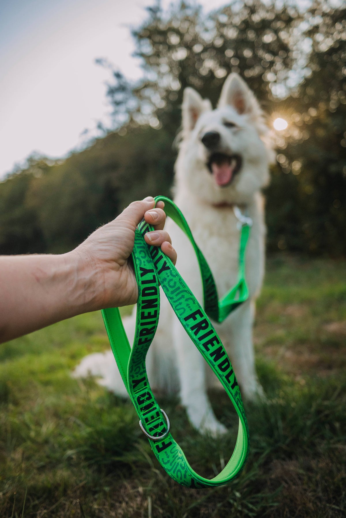 White dog on a green leash held by a person in a grassy outdoor setting