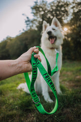 White dog on a green leash held by a person in a grassy outdoor setting