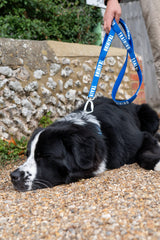 Dog lying on the ground with a blue training leash held by a person.