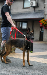 Twiggy Tags Awareness Close Control Dog Lead - Nervous