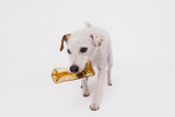 Dog holding a chew toy on a white background