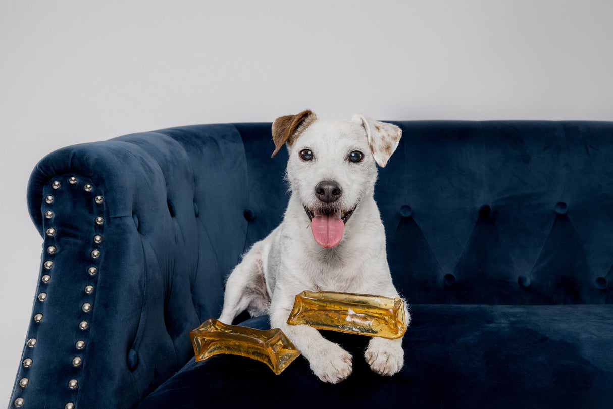 Dog sitting on a blue couch with gold dog treats