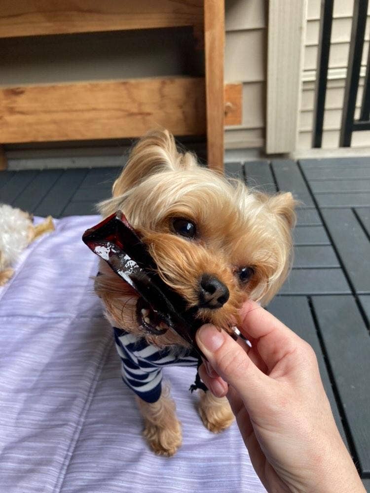 Small dog wearing a striped shirt being held on a patio.