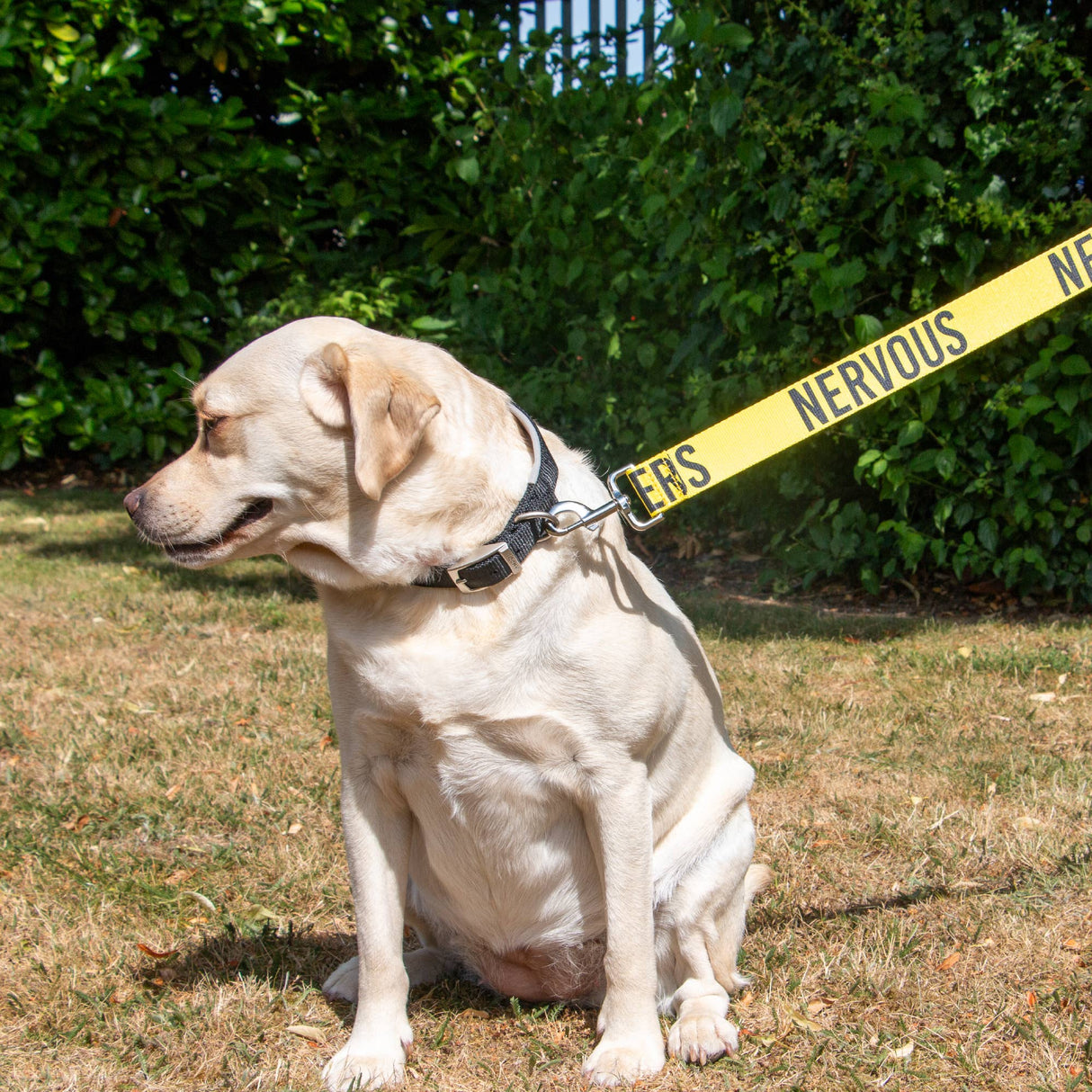 Ancol Awareness Training & Safety Dog lead 1.5m  'Hi-Vis NERVOUS'