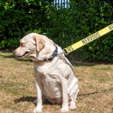 Ancol Awareness Training & Safety Dog lead 1.5m  'Hi-Vis NERVOUS'