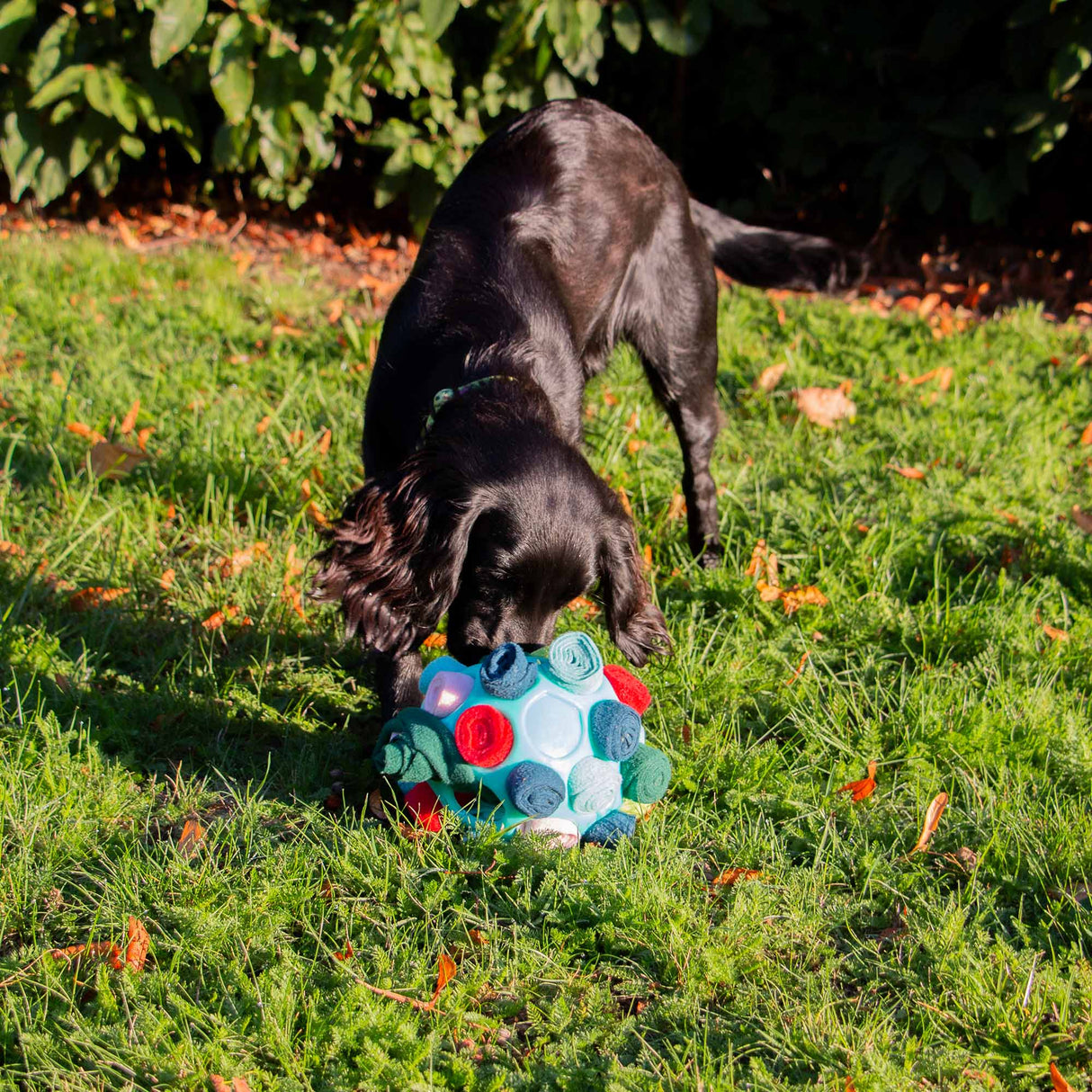 Örva Snuffle Ball- fill with treats and roll
