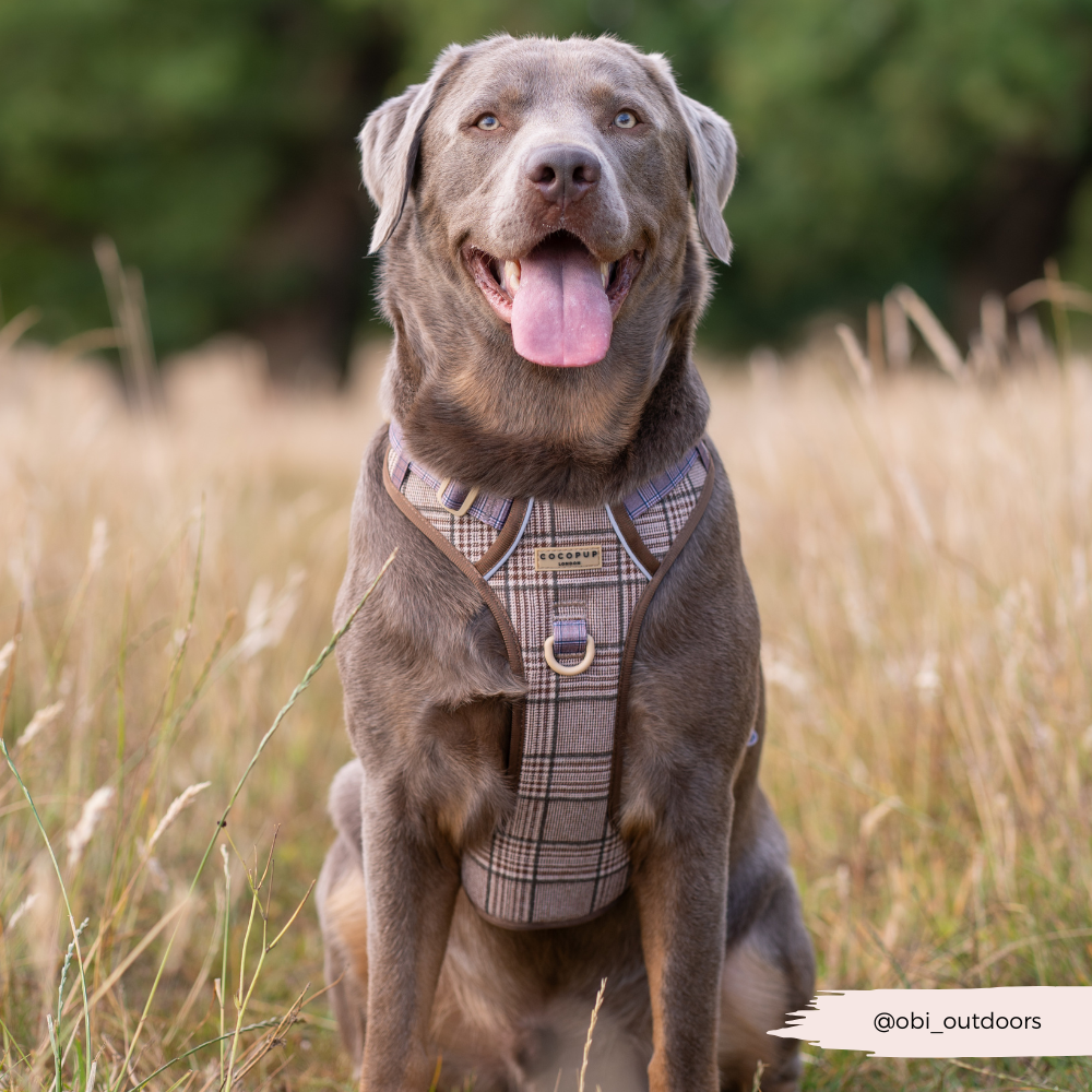 Cocopup Explore Dog Harness - Pup Plaid