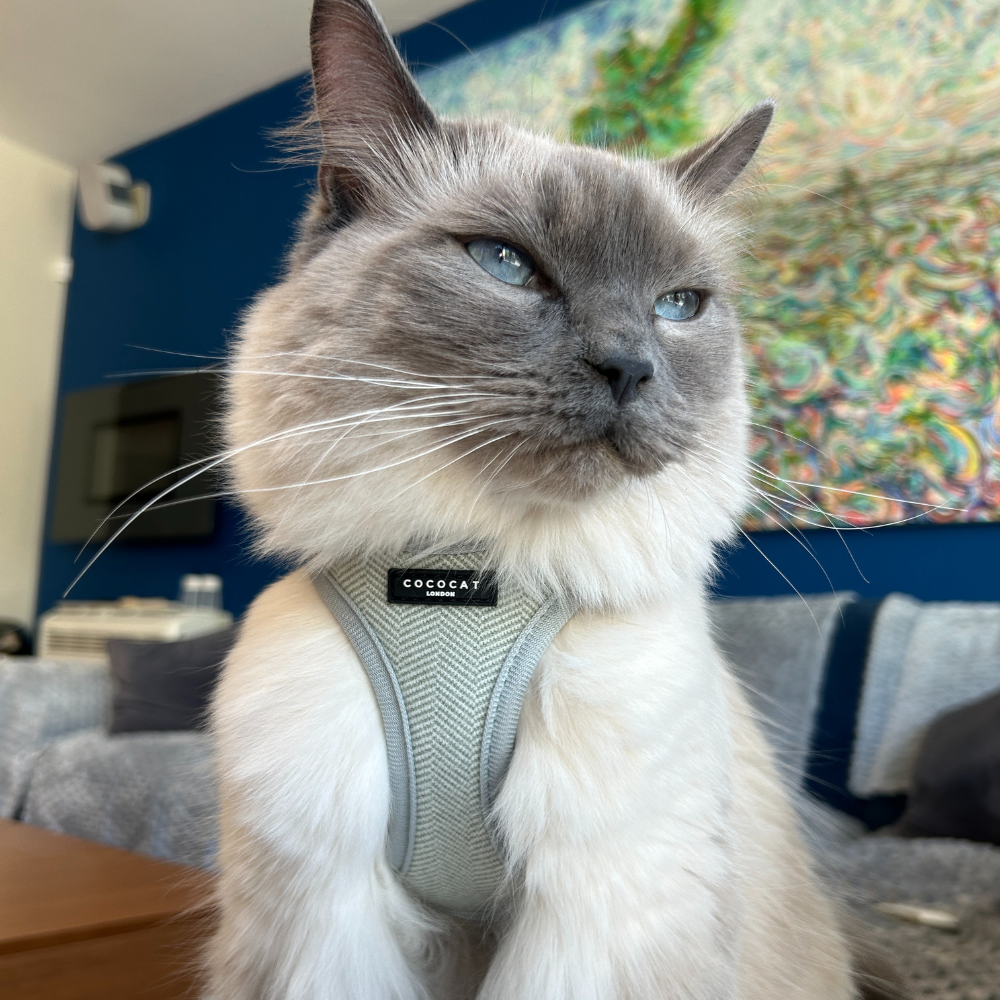 Cocopup Cat Harness - Sage Tweed