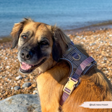 Cocopup Explore Dog Harness - Pup Plaid
