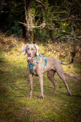 Twiggy Tags Horizon Harness