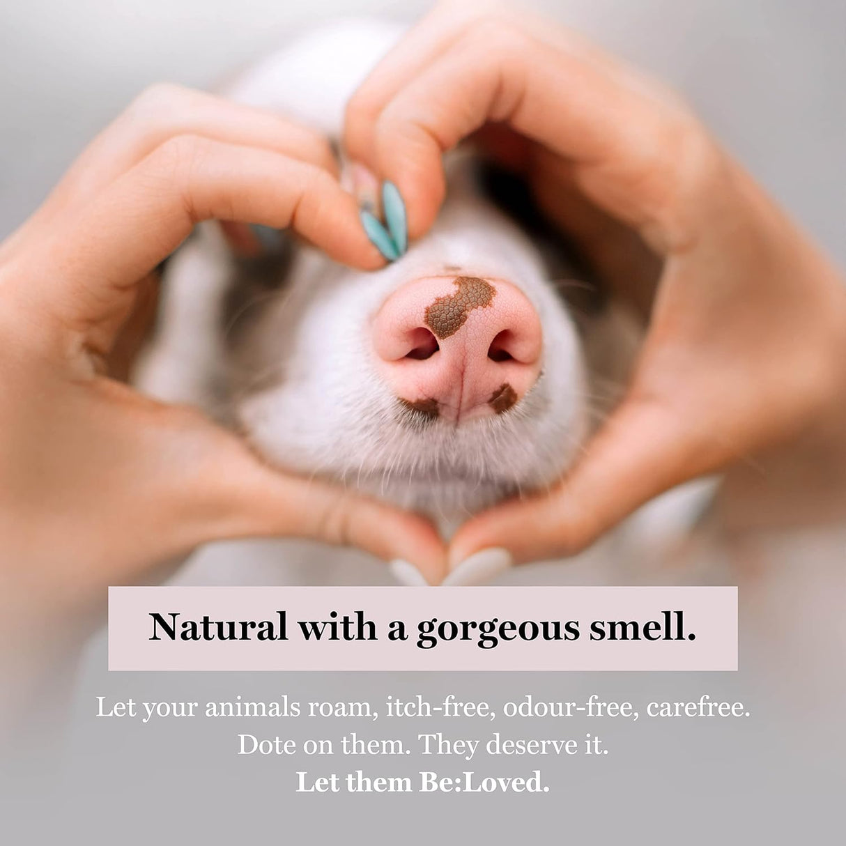 Be Loved Be Safe Pet Paw Balm First Aid and Ache