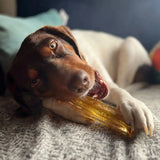 Dog lying on a blanket with a large chew toy in its mouth.