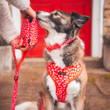 Cocopup Red & Pink Leopard Bow Tie