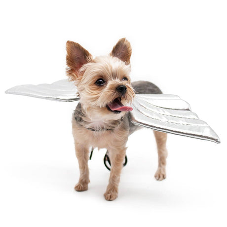 Halloween Angel Wings