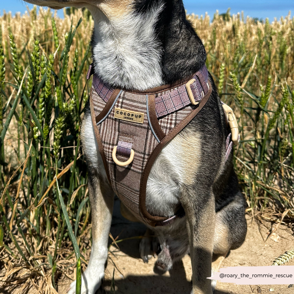 Cocopup Explore Dog Harness - Pup Plaid