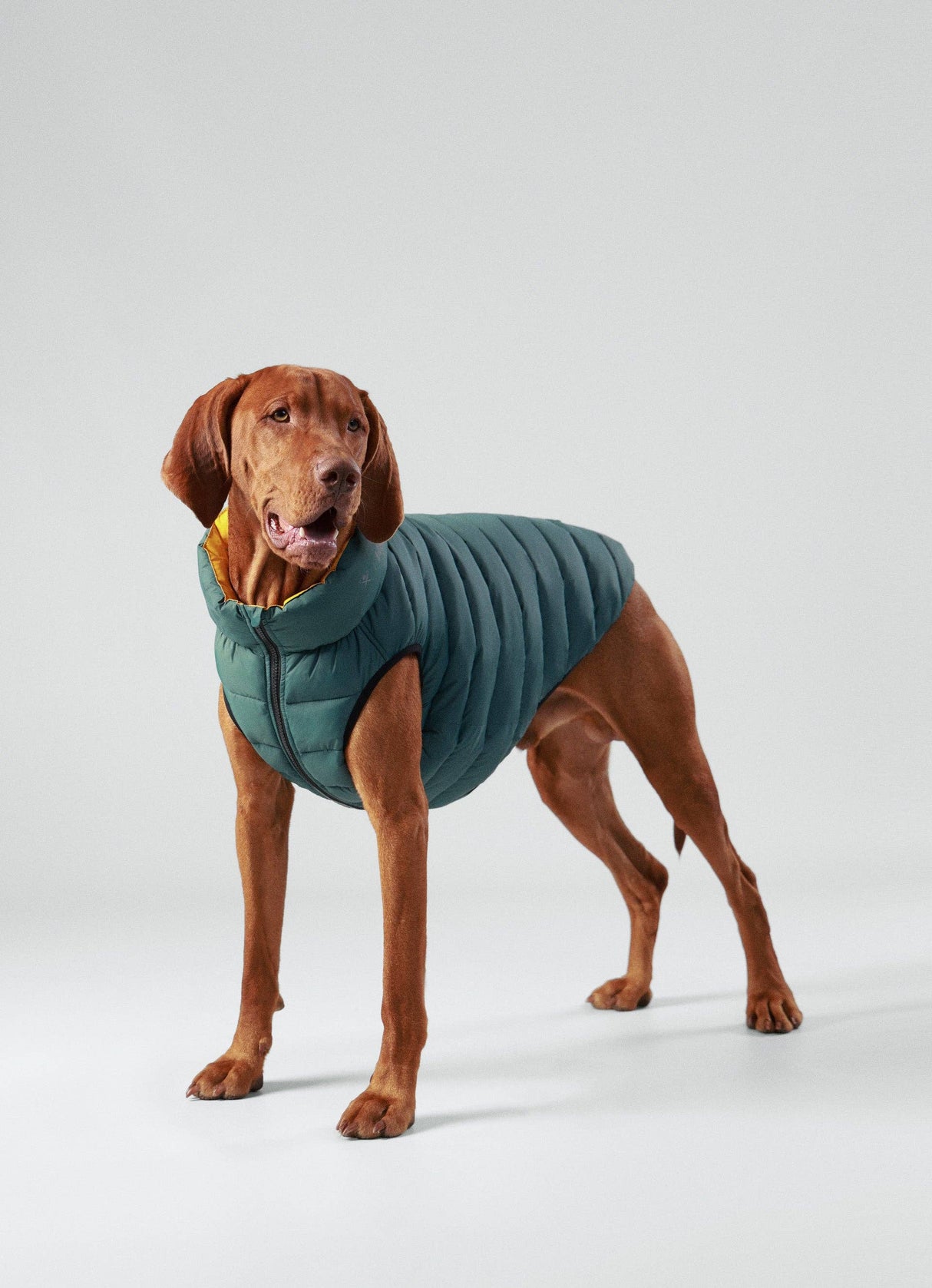 Hugo&Hudson Hackett x Hugo Hudson Dog Puffer Jacket, Forest Green & Gold