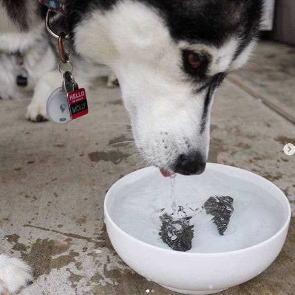 Beloved Dog Rocks - Stop pet urine burns on grass...naturally!