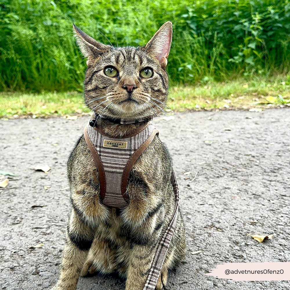 Cat Harness - Plaid