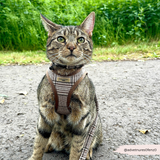 Cat Harness - Plaid