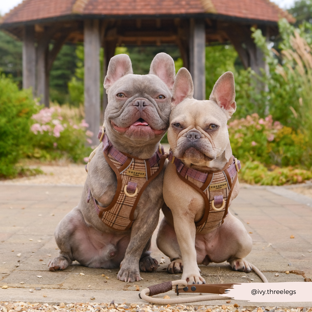 Cocopup Explore Dog Harness - Pup Plaid