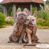 Cocopup Explore Dog Harness - Pup Plaid