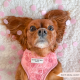 Cocopup Peony Pup Adjustable Neck Harness