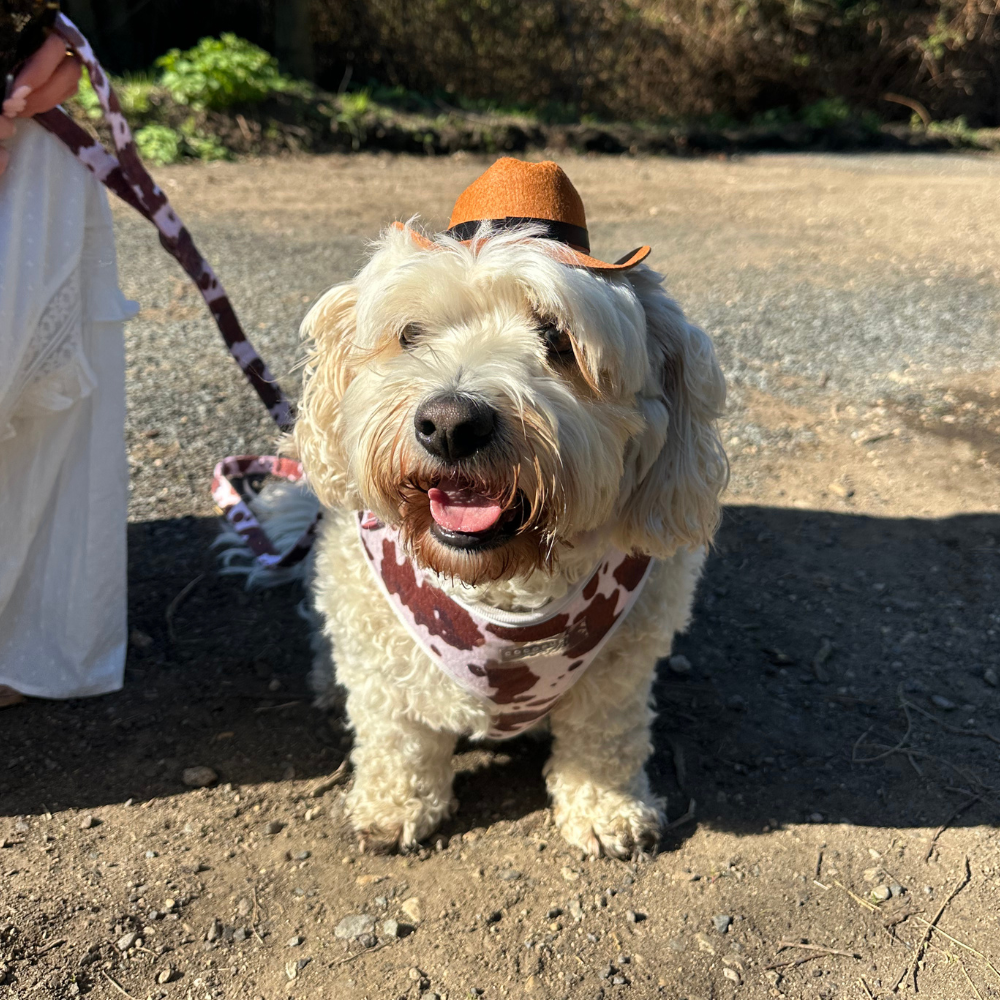 Cocopup Rodeo Pup Dog Hat