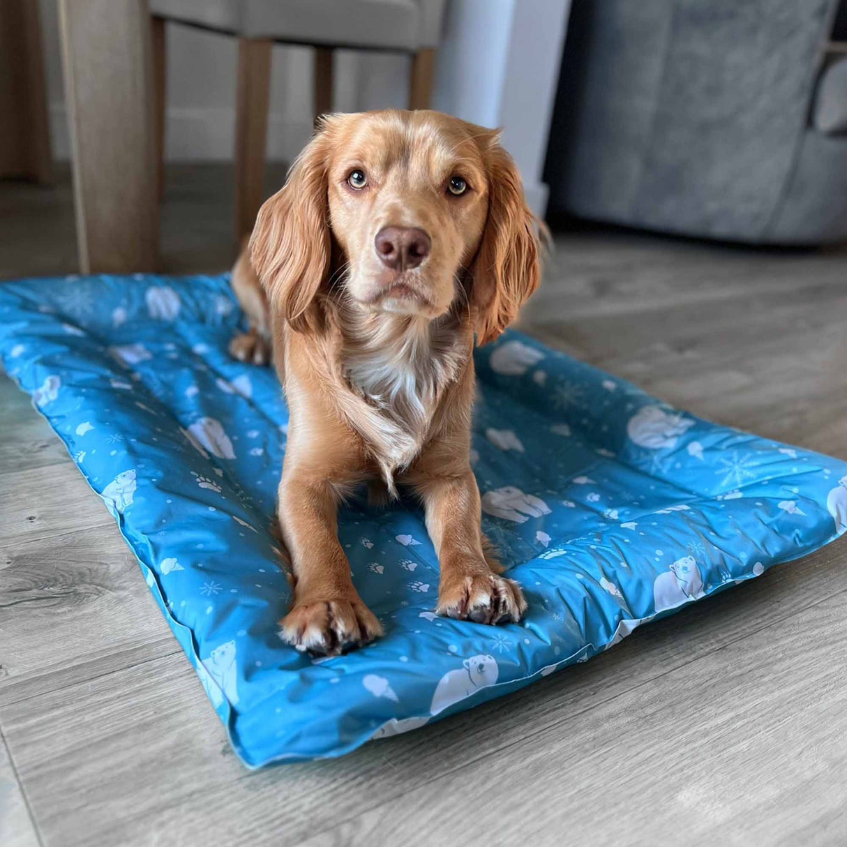Ice Paws Cooling Pet Bed  -Small or Large