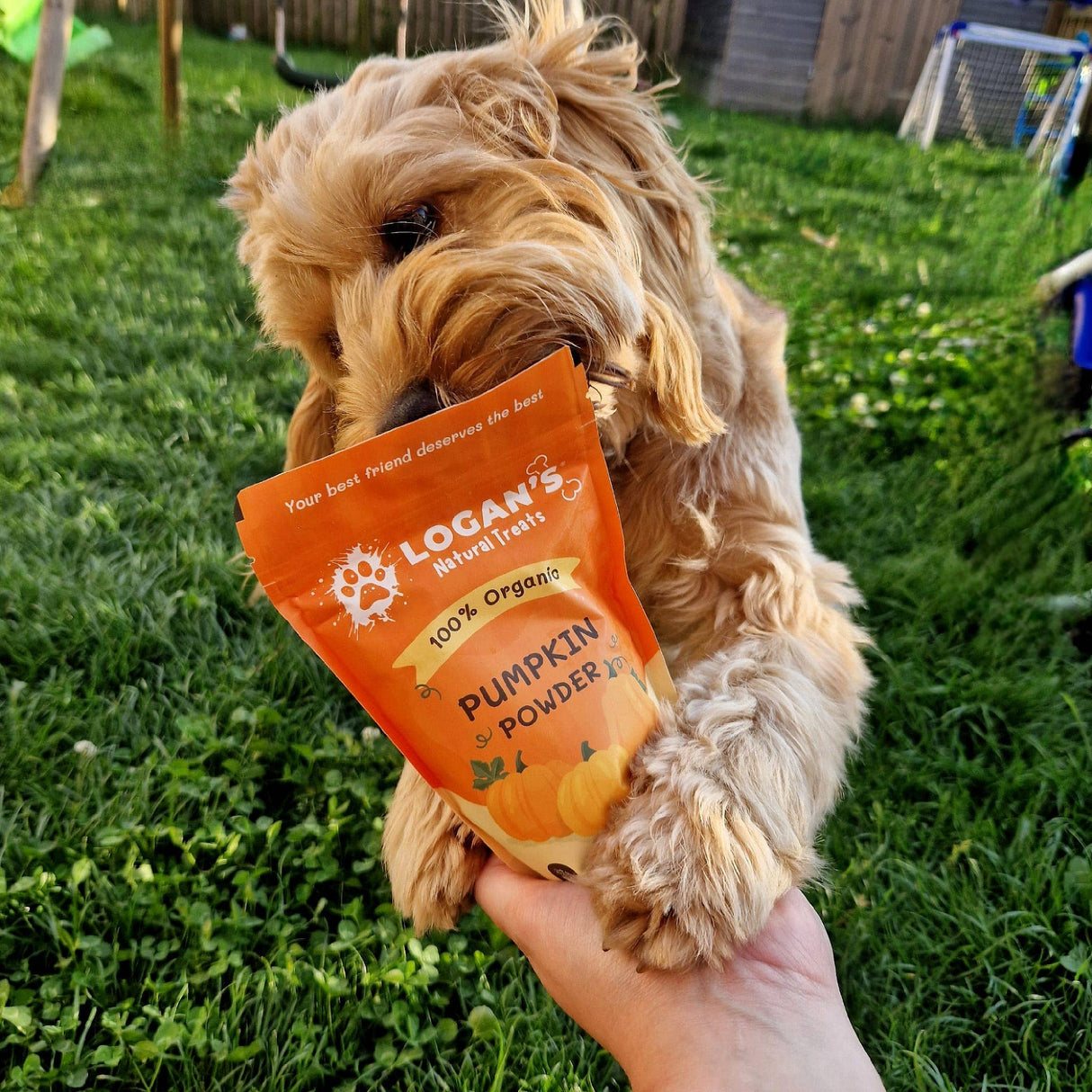 Logan’s Pumpkin Powder For Dogs - Dog Supplement 200g