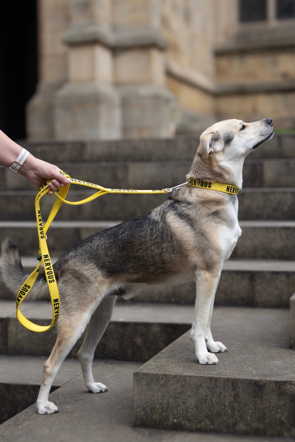 Twiggy Tags Awareness Close Control Dog Lead - Nervous